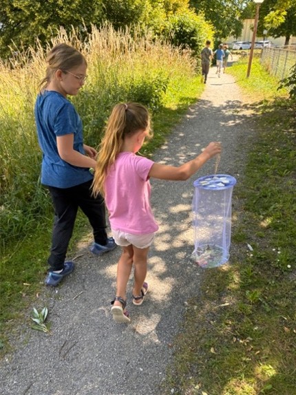 Schmetterling züchten und die Freilassung am 15. Juni 2026
