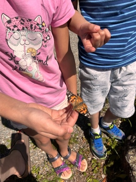 Schmetterling züchten und die Freilassung am 15. Juni 2026
