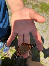 Schmetterling züchten und die Freilassung am 15. Juni 2026