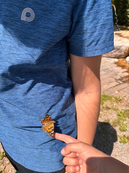 Schmetterling züchten und die Freilassung am 15. Juni 2026