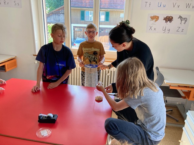 Schmetterlingsaufzucht