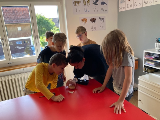 Schmetterlingsaufzucht