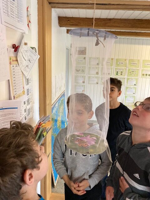 Schmetterlingsaufzucht