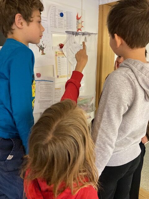 Schmetterlingsaufzucht