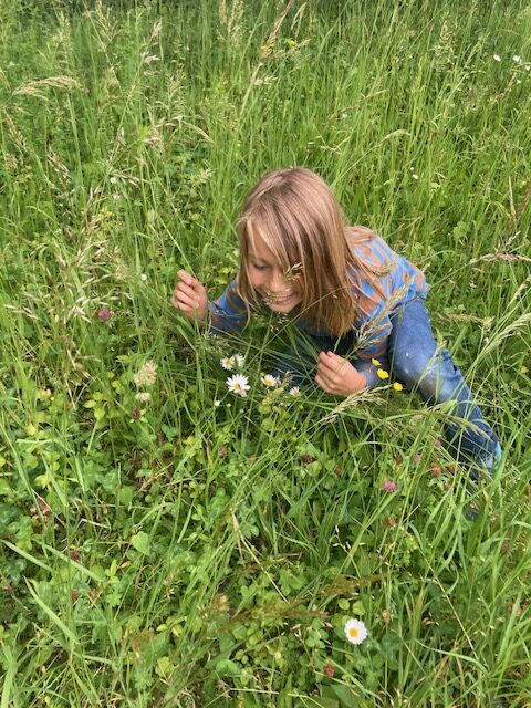 Schmetterlingsaufzucht