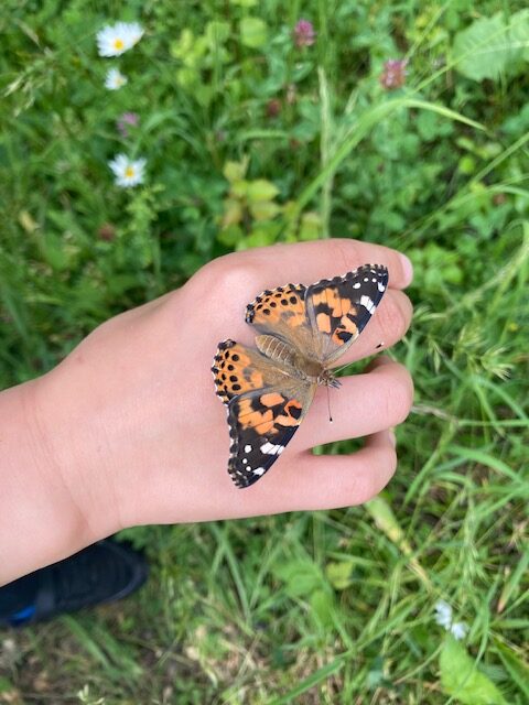 Schmetterlingsaufzucht