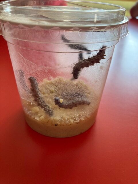 Schmetterlingsaufzucht