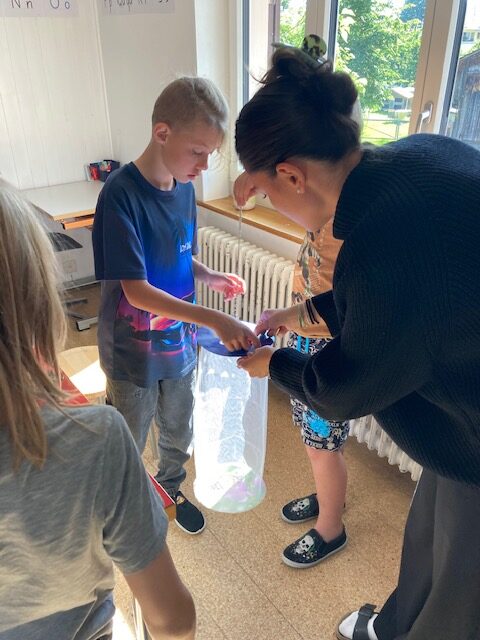 Schmetterlingsaufzucht