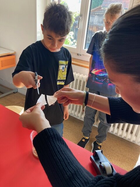 Schmetterlingsaufzucht