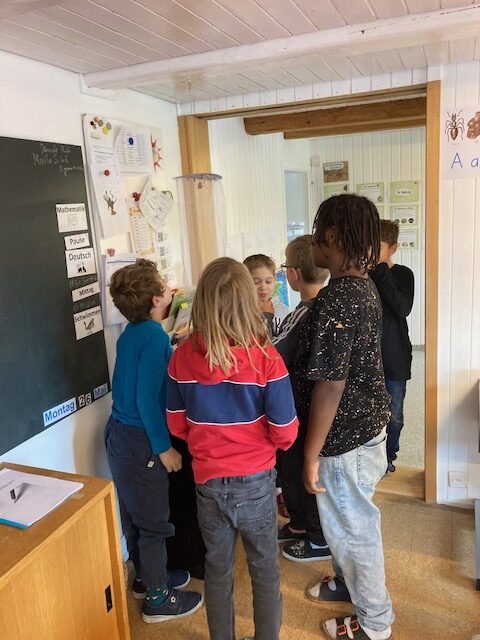 Schmetterlingsaufzucht