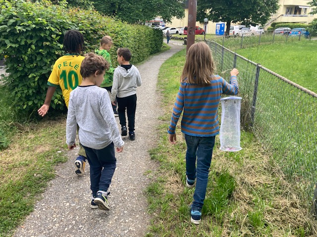 Schmetterlingsaufzucht